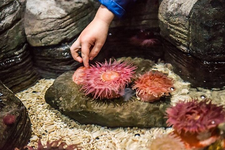 Billet d'entrée à l'aquarium SEA LIFE Kansas City