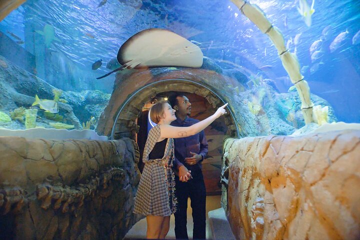 Billet d'entrée à l'aquarium SEA LIFE Kansas City