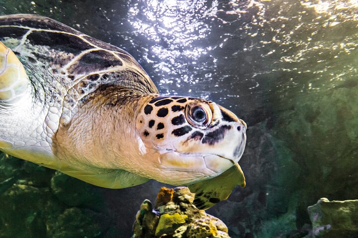 Entrada al acuario SEA LIFE Minnesota en Mall of America