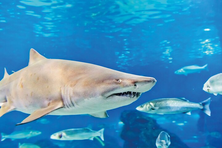 Entrada al acuario SEA LIFE Minnesota en Mall of America