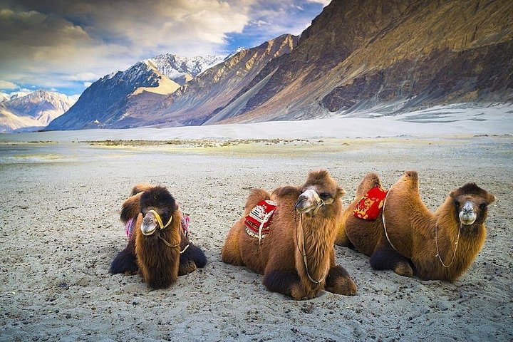 Privater Tagesausflug - Leh zum Nubra Valley über Khardung La Pass