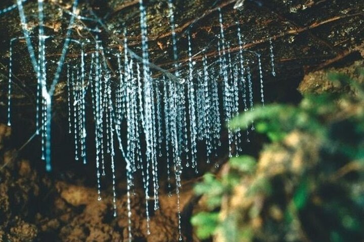 *Popular Tour* - Bay of Islands: Nature Adventure - 4 horas