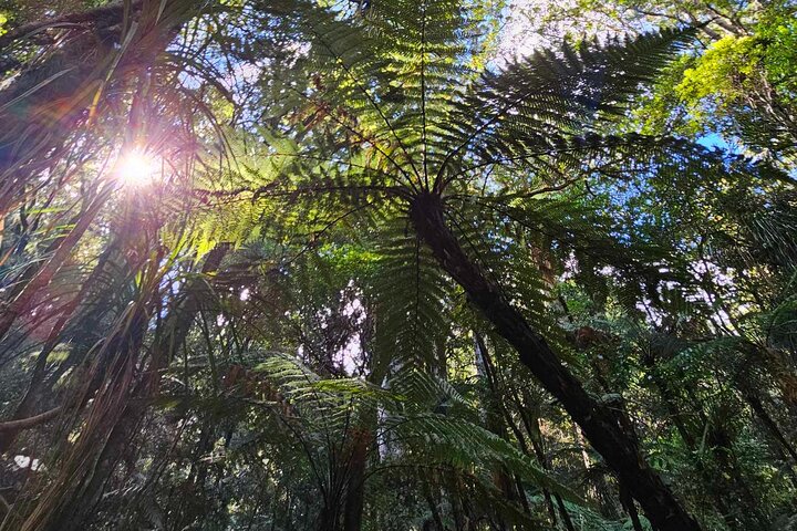 *Popular Tour* - Bay of Islands: Nature Adventure - 4 horas