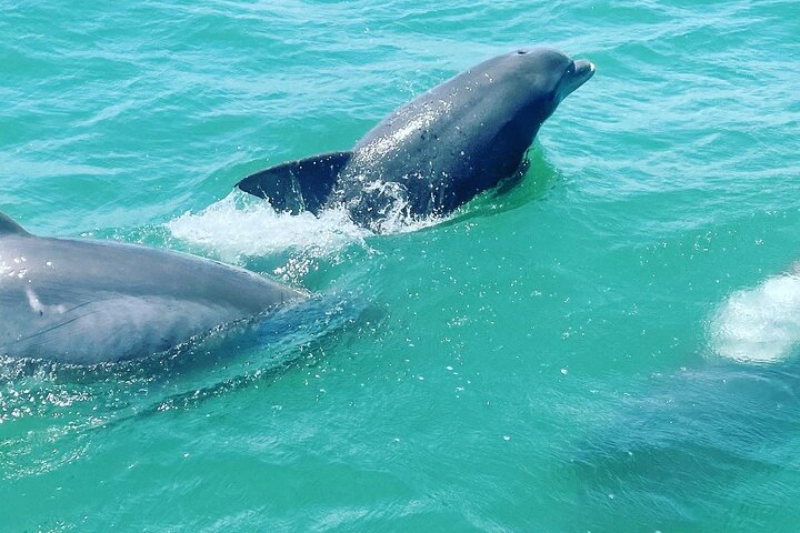Katamaran delfin cruise i Myrtle Beach med Barrier Island stopp