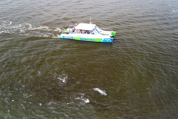 Katamaran delfin cruise i Myrtle Beach med Barrier Island stopp