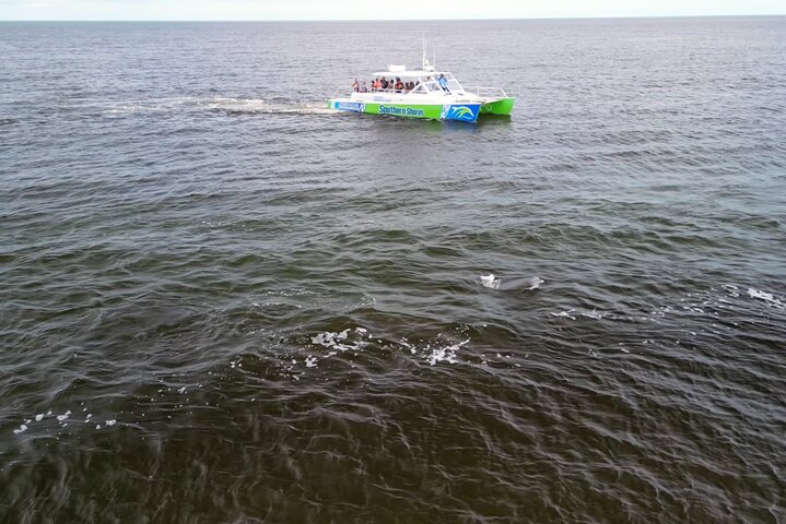 Katamaran delfin cruise i Myrtle Beach med Barrier Island stopp