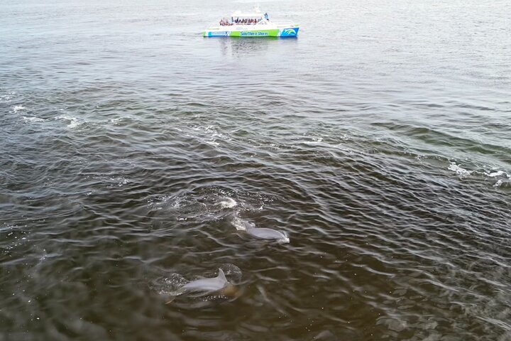 Katamaran delfin cruise i Myrtle Beach med Barrier Island stopp