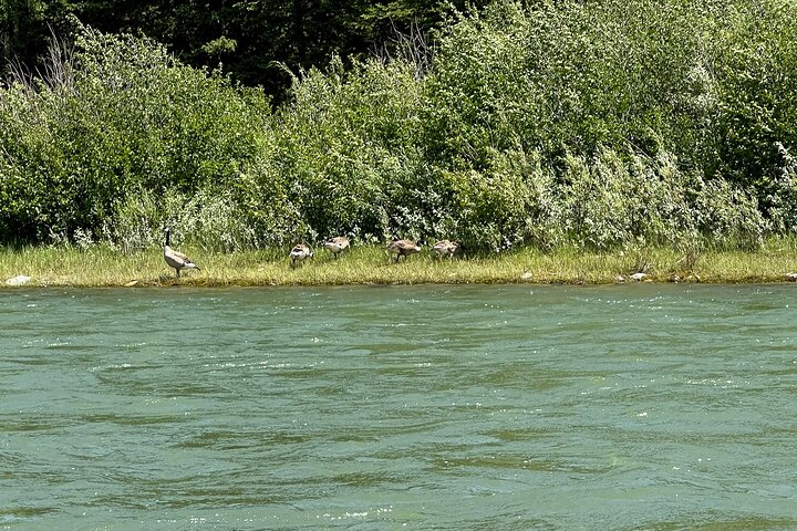 Panoramaausflug auf dem Snake River im Grand Teton Nationalpark