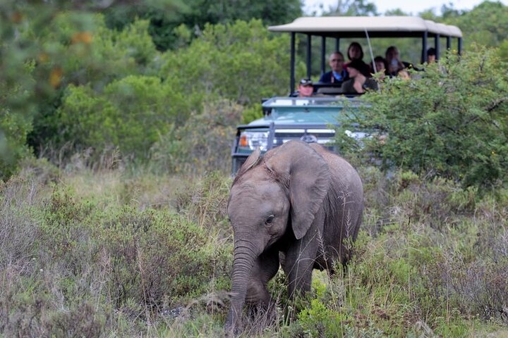 Amakhala Game Reserve Demi-journée Big 5 Safari Adventure