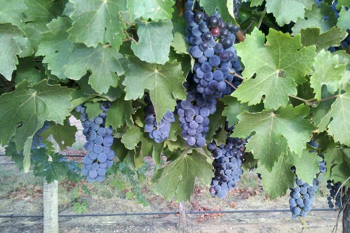 Hunter Valley All Inclusive Boutique Weintour ab Sydney