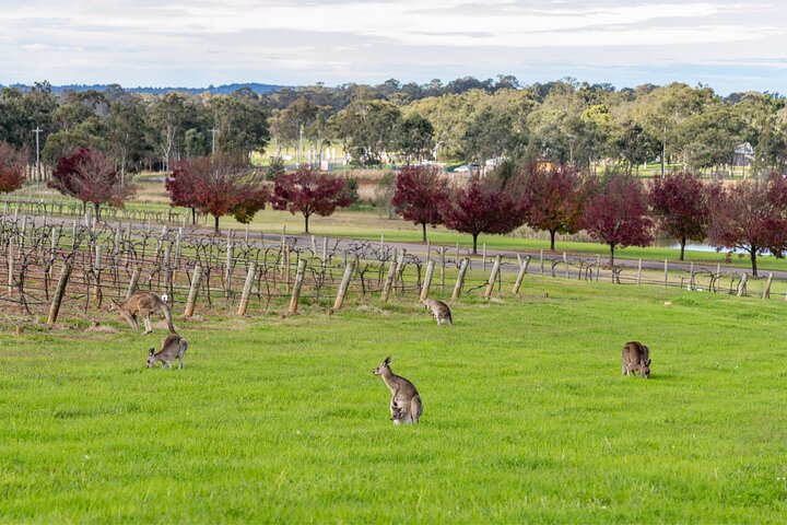 Hunter Valley All Inclusive Boutique Weintour ab Sydney
