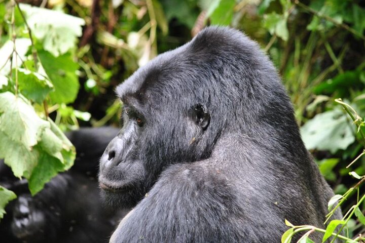 7 - Excursion Safari personnalisée d'une journée et randonnée Gorilla en Ouganda
