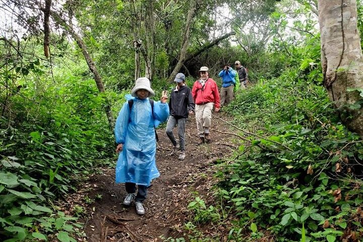 7 - Excursion Safari personnalisée d'une journée et randonnée Gorilla en Ouganda