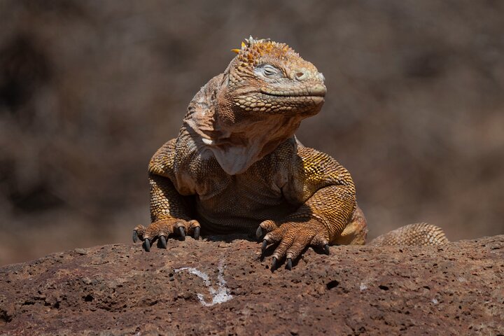 Paquete de 5 días de primera clase en Galápagos con excursiones de un día en yate