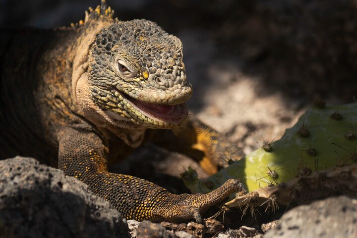 Paquete de 5 días de primera clase en Galápagos con excursiones de un día en yate