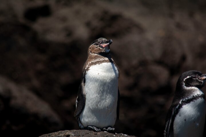 Paquete de 5 días de primera clase en Galápagos con excursiones de un día en yate