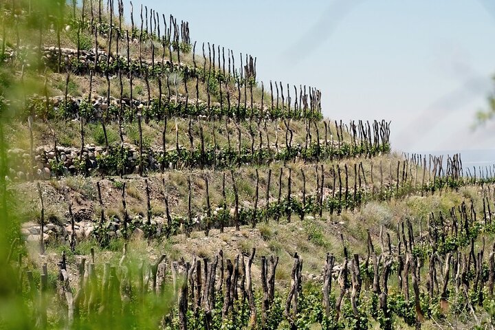 Uco Valley : Zuccardi Experience & Lunch presso la cantina Salentein.