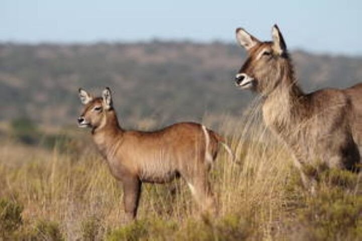 Amakhala Game Reserve Demi-journée Big 5 Safari Adventure