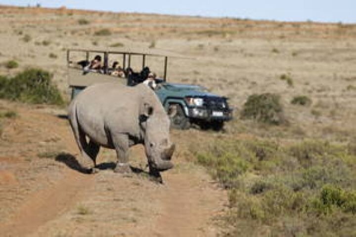 Amakhala Game Reserve Demi-journée Big 5 Safari Adventure