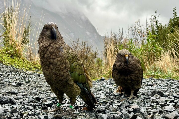 Da Te Anau a Queenstown via Milford Sound Tour con crociera e pranzo