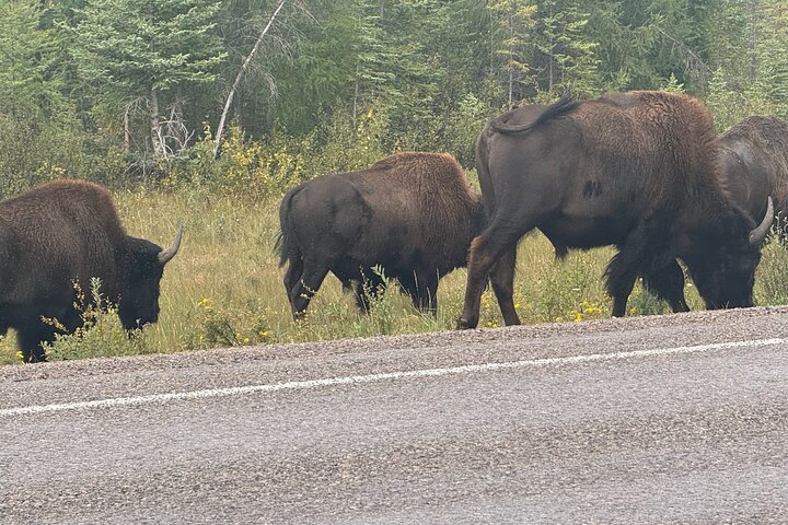 Bison und North Arm Scenic Highway Bustour