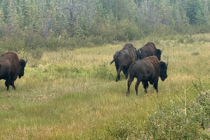 Bison und North Arm Scenic Highway Bustour