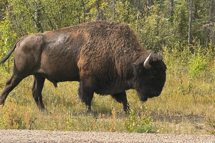 Bison und North Arm Scenic Highway Bustour