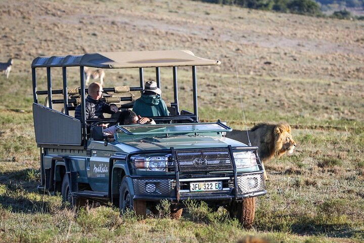 Amakhala Game Reserve Demi-journée Big 5 Safari Adventure