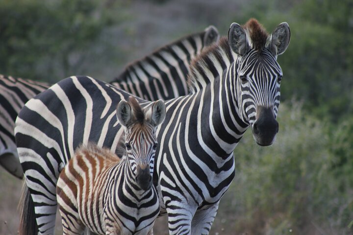 Amakhala Game Reserve Demi-journée Big 5 Safari Adventure