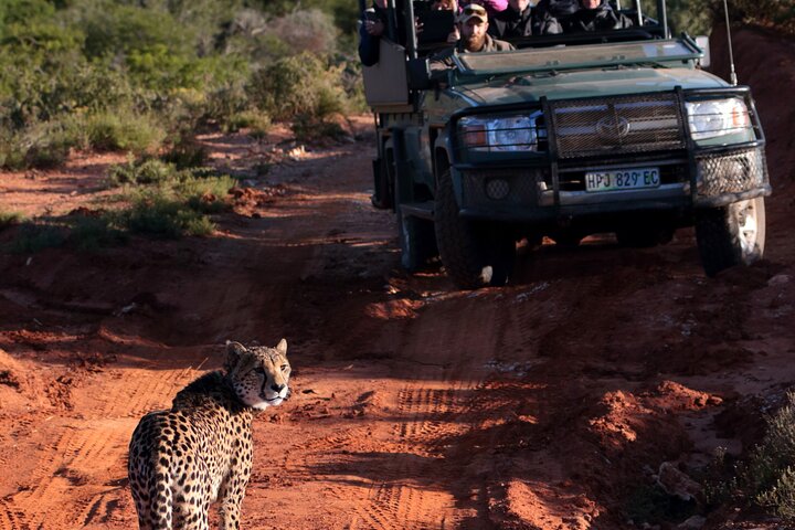 Amakhala Game Reserve Demi-journée Big 5 Safari Adventure