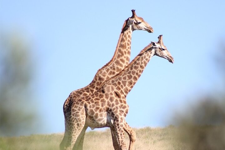 Amakhala Game Reserve Demi-journée Big 5 Safari Adventure