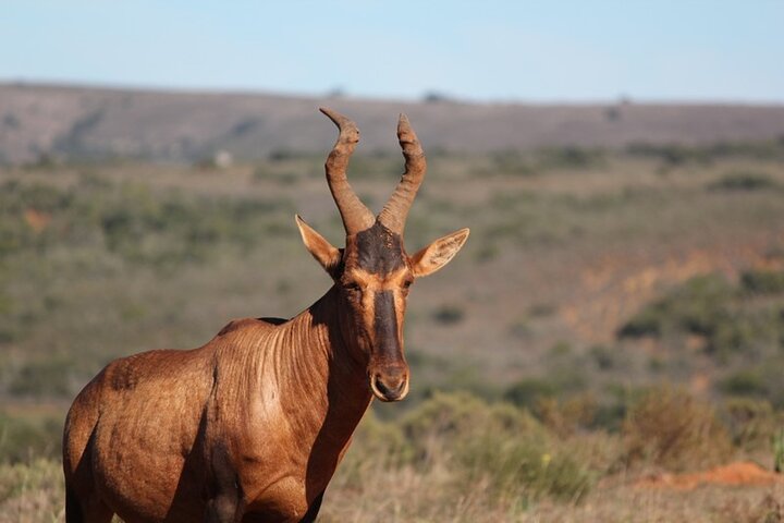 Amakhala Game Reserve Demi-journée Big 5 Safari Adventure