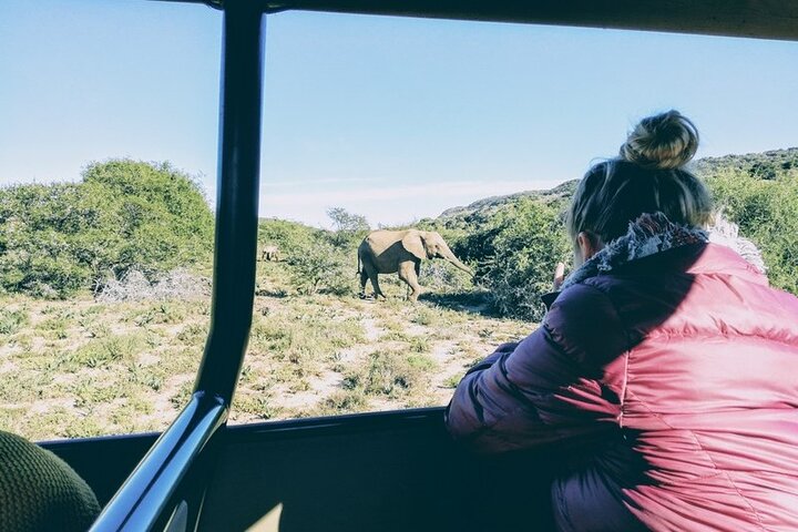 Amakhala Game Reserve Demi-journée Big 5 Safari Adventure