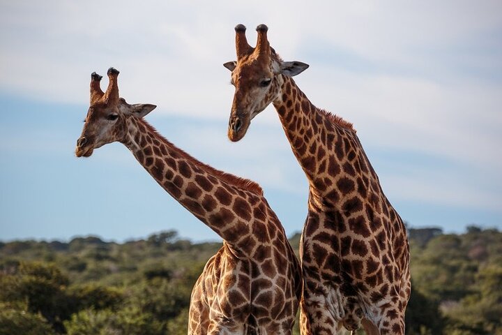 Amakhala Game Reserve Demi-journée Big 5 Safari Adventure
