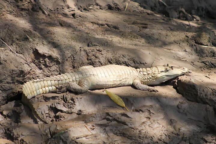 Peruaanse Amazone regenwoud van Tambopata voor 3 dagen 2 nachten
