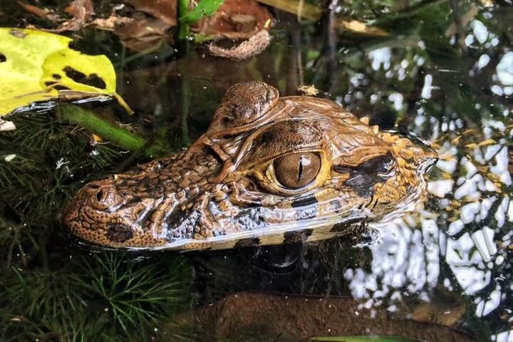 Peruaanse Amazone regenwoud van Tambopata voor 3 dagen 2 nachten