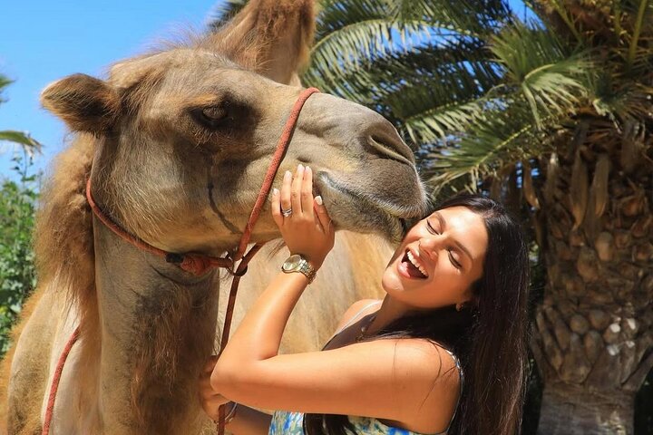 Safari en Camello y Experiencia Gastronómica en Los Cabos
