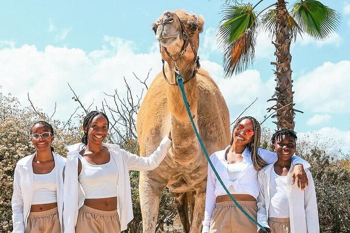 Safari en Camello y Experiencia Gastronómica en Los Cabos