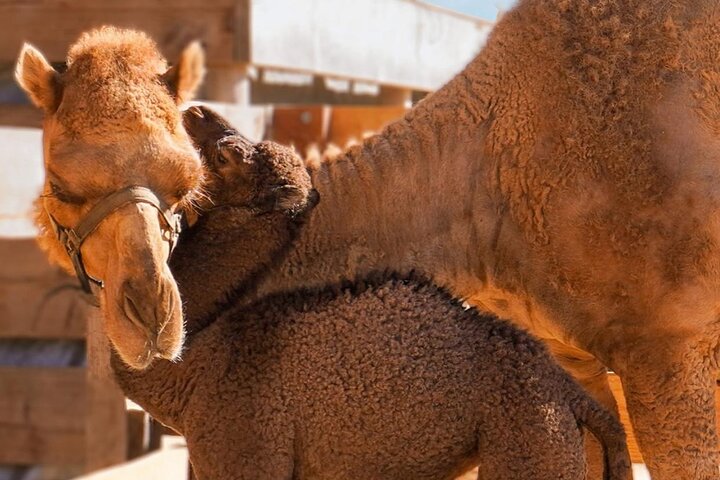 Safari en Camello y Experiencia Gastronómica en Los Cabos