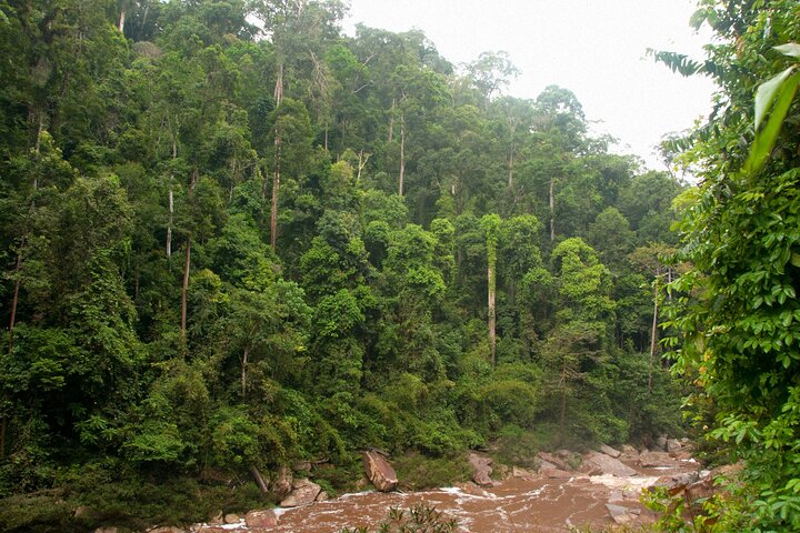 Tawau : 3D2N Maliau Basin La Expedición al Mundo Perdido desde Semporna