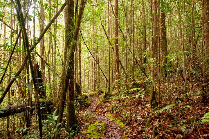 Tawau : 3D2N Maliau Basin La Expedición al Mundo Perdido desde Semporna