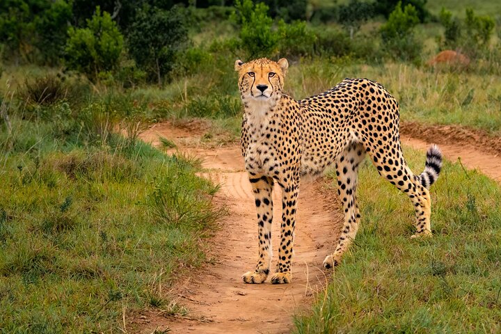 Amakhala Game Reserve Demi-journée Big 5 Safari Adventure