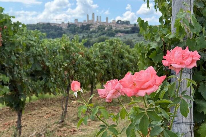Excursion d'une journée en Toscane pour les amoureux du vin et les non-buveurs