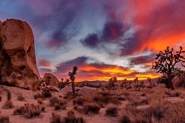 Excursión de un día al Parque Nacional Joshua Tree desde Los Ángeles