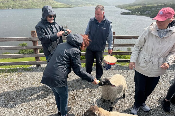 Privat dagstur Cliffs of Moher & The Burren Experience