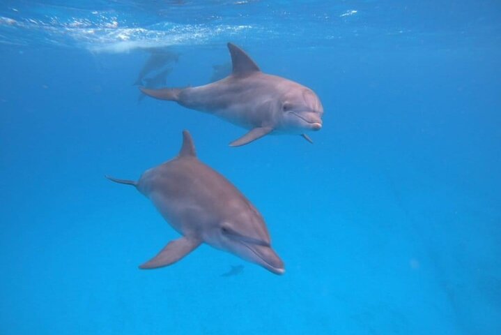 Dauphins de Mnemba, plongée avec tuba et Nungwi nager avec des tortues marines