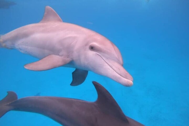 Dauphins de Mnemba, plongée avec tuba et Nungwi nager avec des tortues marines