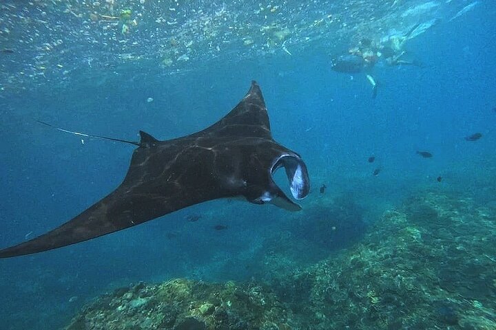 Un giorno Nusa Penida Island West con lo snorkeling