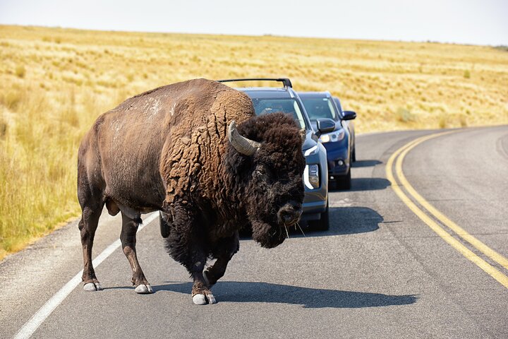 Antelope Island Wildlife Expeditie Geweldig Salt Lake Avontuur