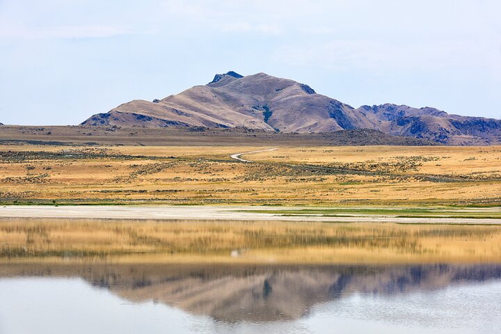 Antelope Island Wildlife Expeditie Geweldig Salt Lake Avontuur